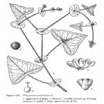 Polygonum Perfoliatum L. Otu